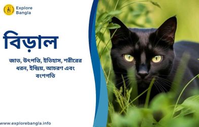 বিড়াল